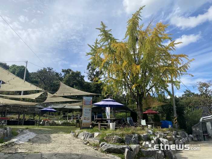 포엘레저타운이 가을을 맞아 성남시의 시목인 은행나무를 주제로 한 '은행나무 축제 - 맛있는 추억을 담다!' 행사를 개최한다.