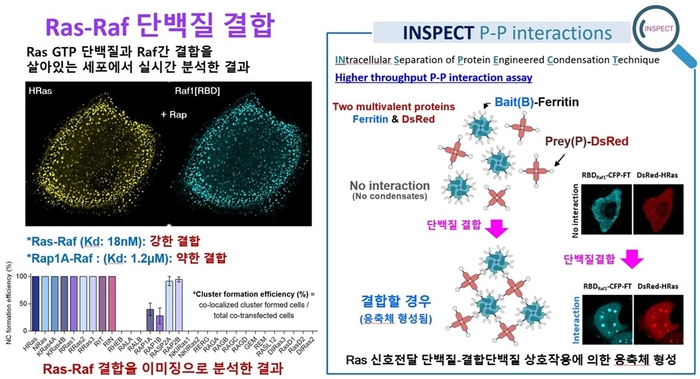 세포 내 단백질-단백질 상호작용의 시각화 기술, INSPECT